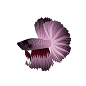 Purple and Red Betta